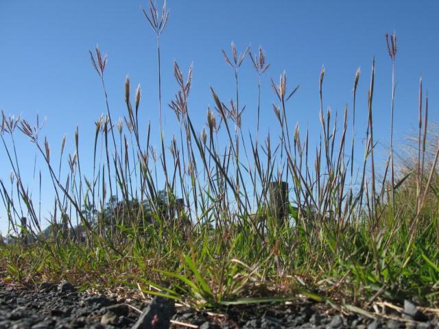 Marvel grass (Dichanthium annulatum)
