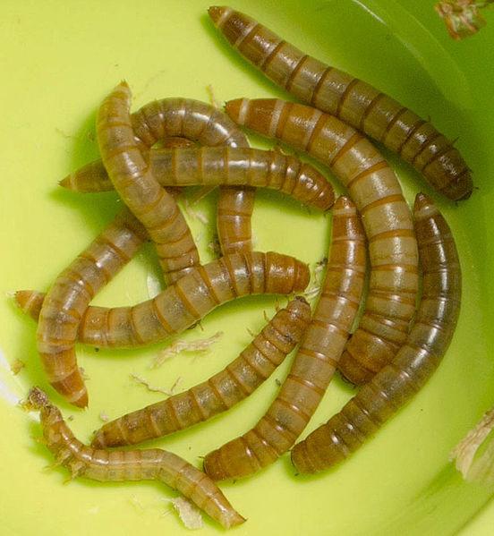 Mealworms (Tenebrio molitor)