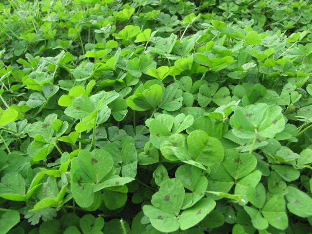 Spotted medick (Medicago arabica)