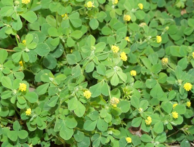 Black medic (Medicago lupulina), leaves and flowers