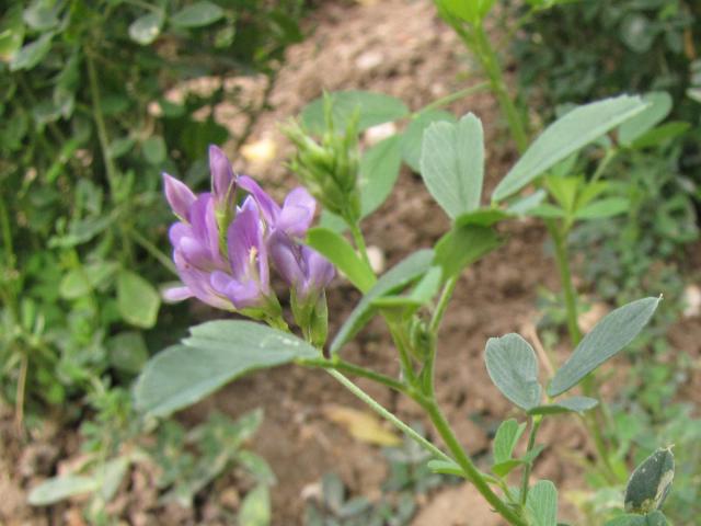 Alfalfa flower