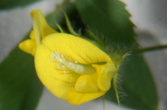 Barrel medic (Medicago truncatula), flower