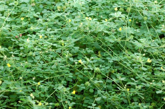 Barrel medic (Medicago truncatula)