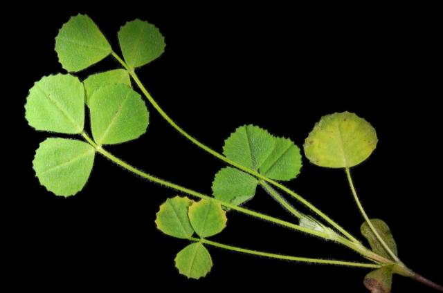 Barrel medic (Medicago truncatula), shoot