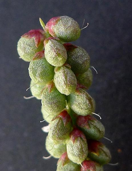 Indian sweet clover (Melilotus indicus) pods, France