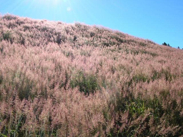 Melinis minutiflora inflorescences, Hawaii