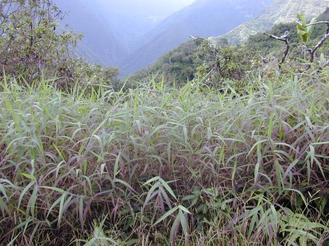 Melinis minutiflora habit, Hawaii