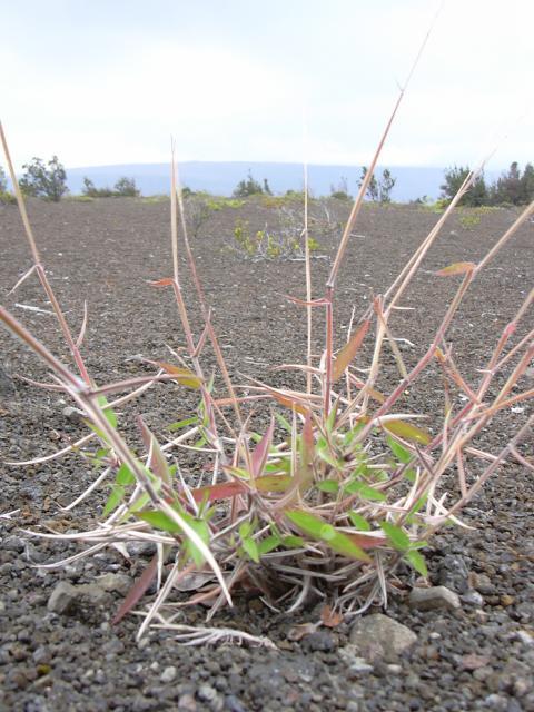 Molasses grass (Melinis minutiflora) habit