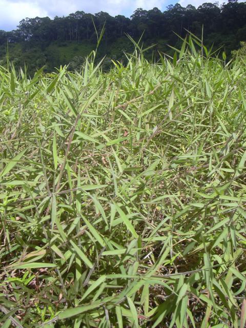 Molasses grass (Melinis minutiflora) habit