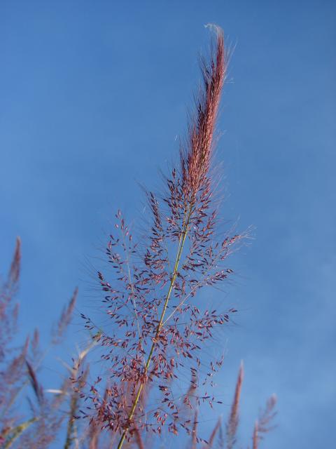 Molasses grass (Melinis minutiflora) inflorescences 