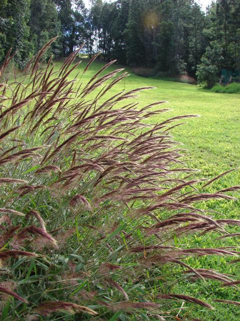 Molasses grass (Melinis minutiflora) inflorescences 