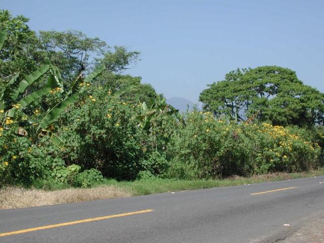 Mexican sunflower (Tithonia diversifolia), hedge, Cordoba, Mexico
