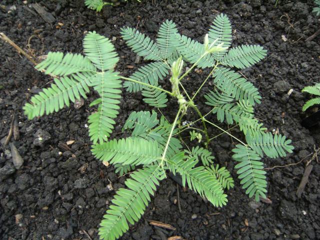 Sensitive (Mimosa pudica), habit, Kew Gardens, London