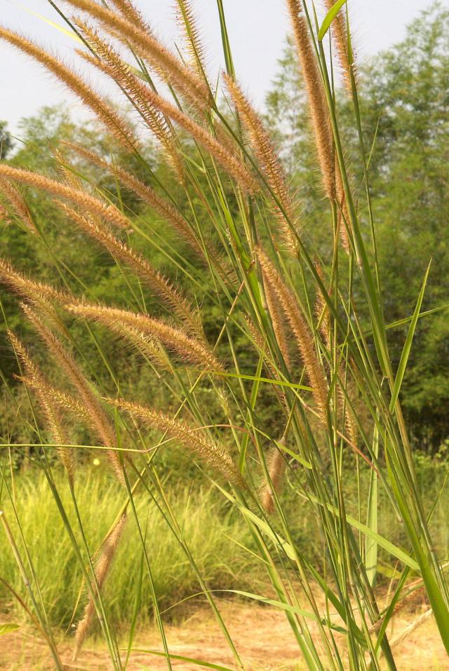 Mission grass (Pennisetum polystachion), Thailand