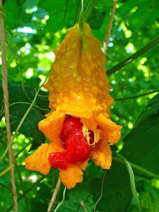 Bitter gourd (Momordica charantia) mature fruit, splitting open