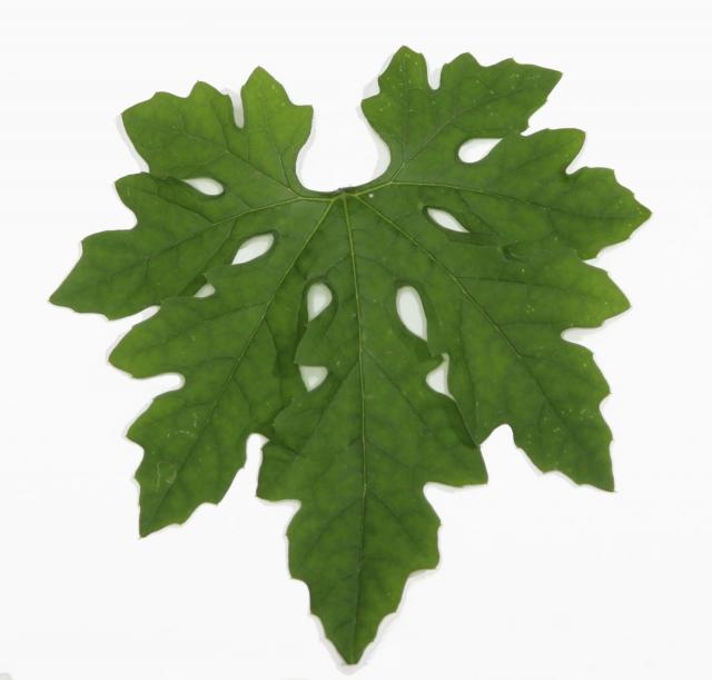 Bitter gourd (Momordica charantia) leaf