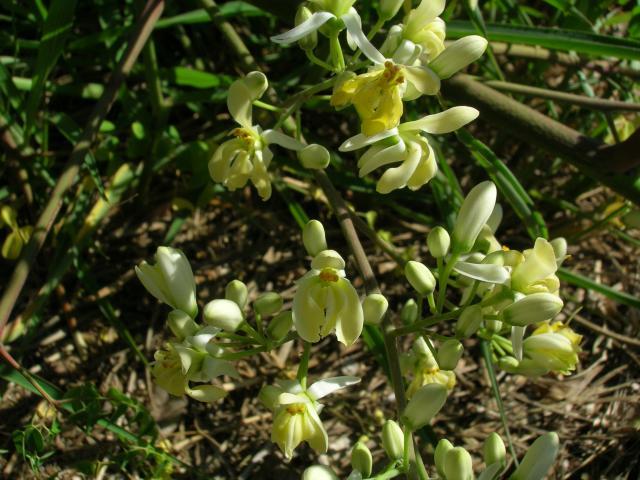 Moringa (Moringa oleifera) flowers