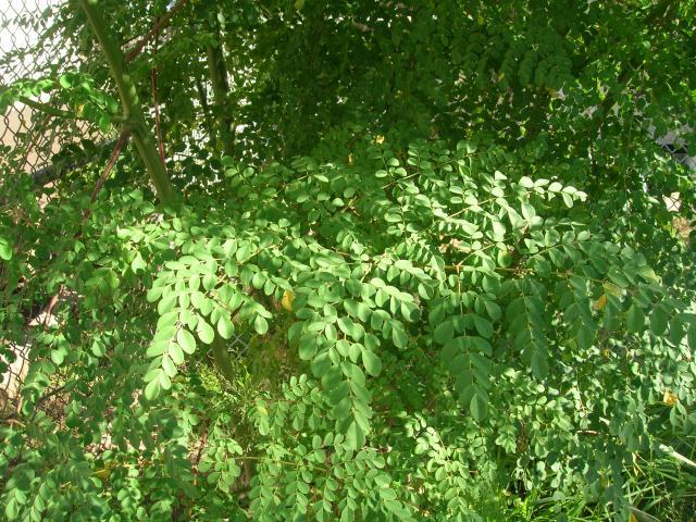 moringa oleifera in malay - Isaac Mitchell