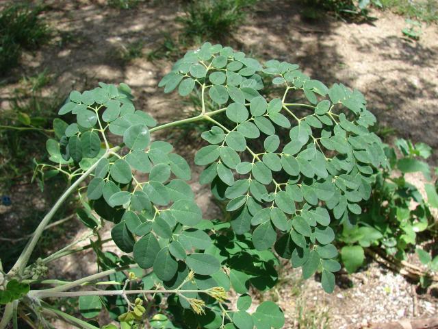 Moringa (Moringa oleifera) leaves
