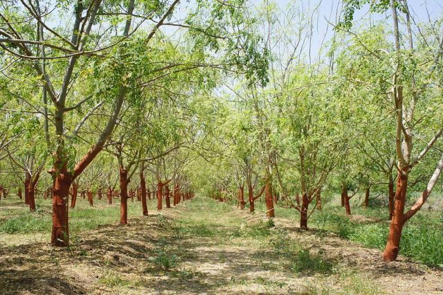 Moringa (Moringa oleifera) plantation