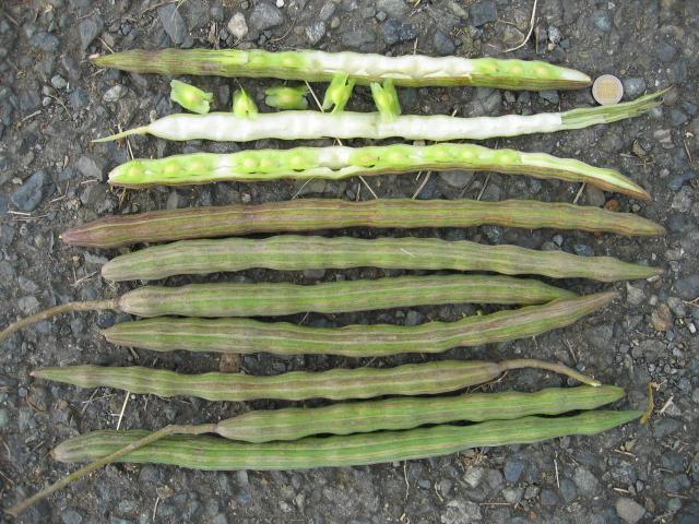 Moringa (Moringa oleifera) pods