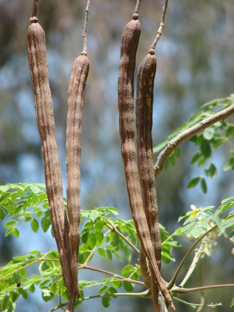 Moringa (Moringa oleifera) pods