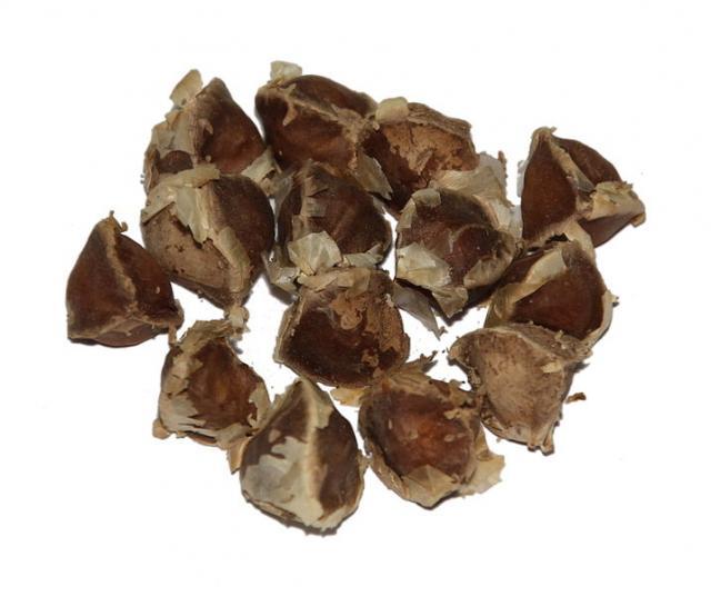 Moringa (Moringa oleifera) seeds