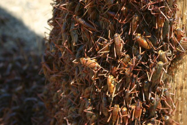 Swarm of Mormon crickets (Anabrus simplex)