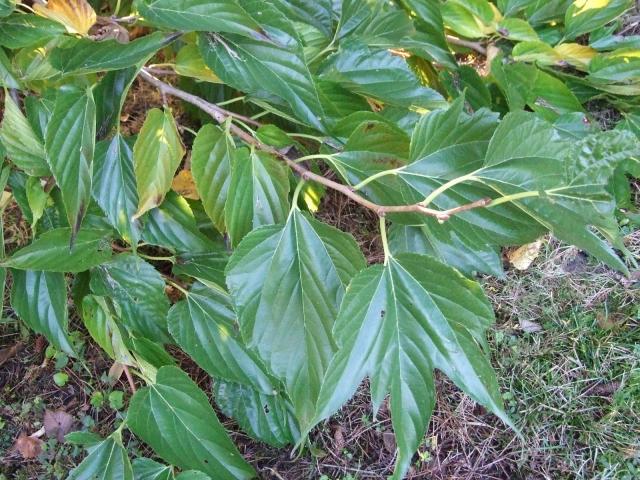 White mulberry (Morus alba), compound leaves