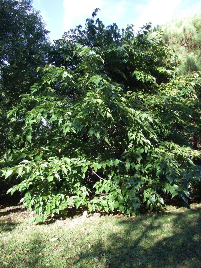 White mulberry (Morus alba), habit