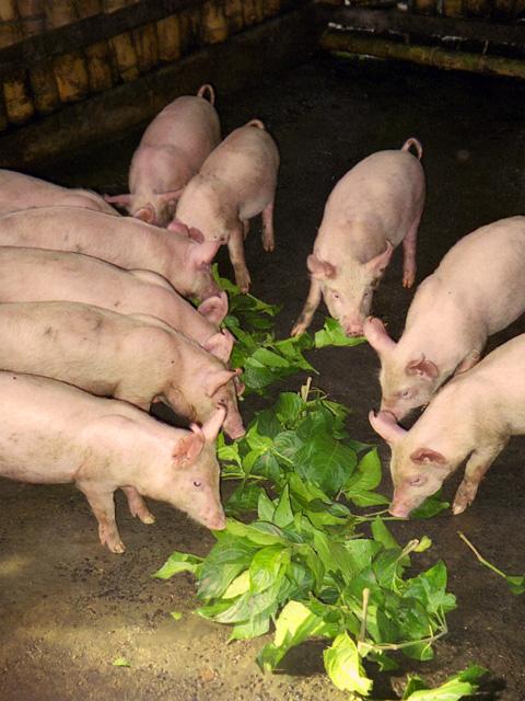 Pigs eating mulberry leaves
