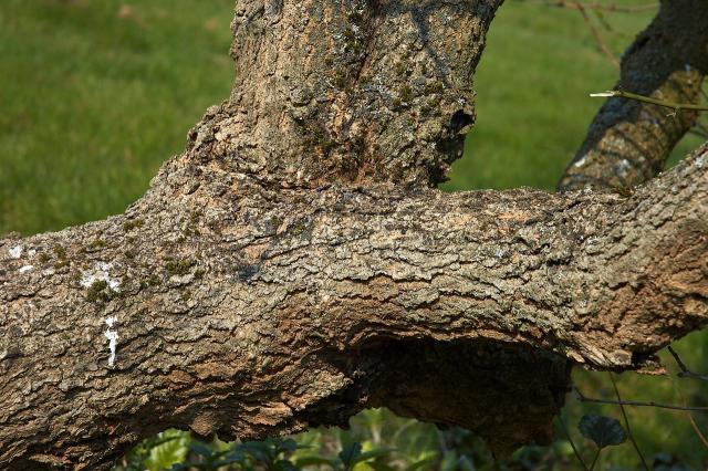 Black mulberry bark (Morus nigra)