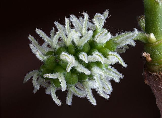 Female flowers of black mulberry (Morus nigra)