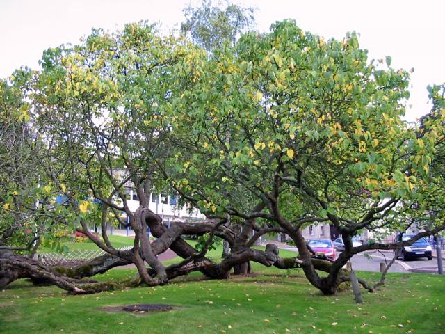 Black mulberry tree (Morus nigra)