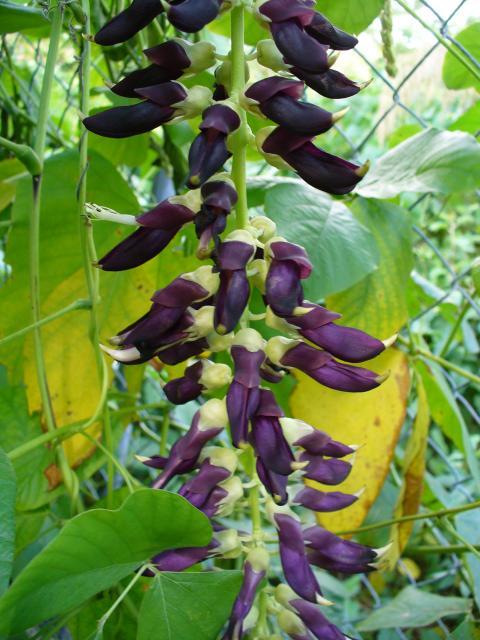 Velvet bean (Mucuna pruriens) flowers