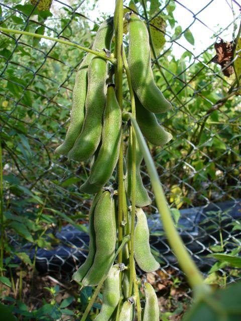 Velvet bean (Mucuna pruriens) fruits