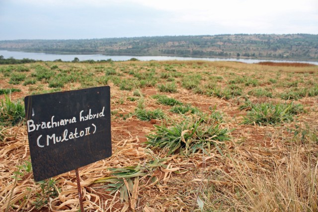 Mulato II, Rwanda