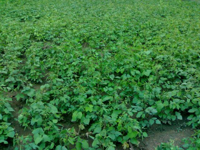 Mung bean (Vigna radiata) field