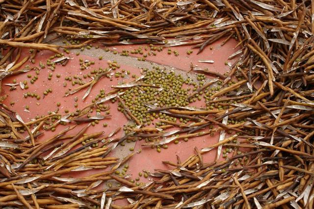 Mung bean (Vigna radiata) pods, drying