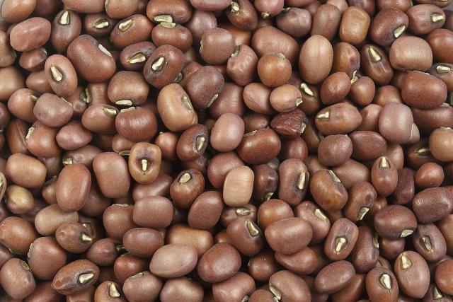 Mung beans (Vigna radiata), red variety