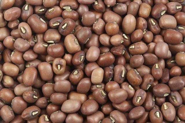 Mung beans (Vigna radiata), red variety