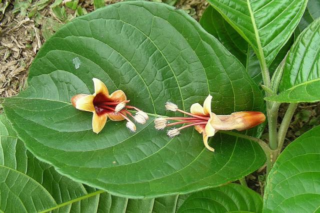 Nacedero (Trichanthera gigantea), flowers, Colombia