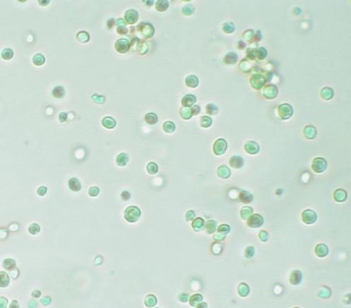 Microalgae (Nannochloropsis)