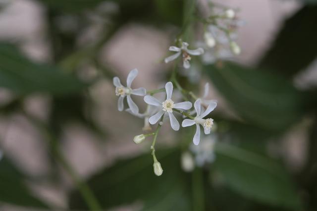 Neem (Azadirachta indica) flowers