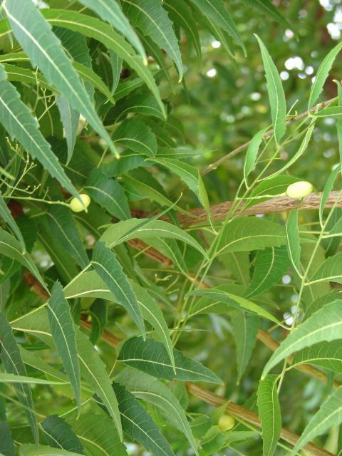 Neem (Azadirachta indica) leaves and fruits, Kahului, Maui, Hawaii