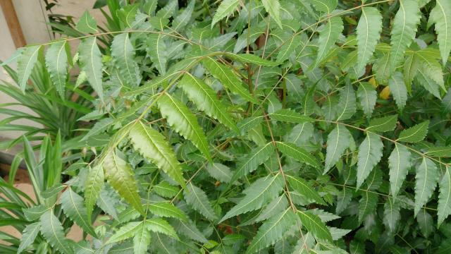 Neem (Azadirachta indica) leaves