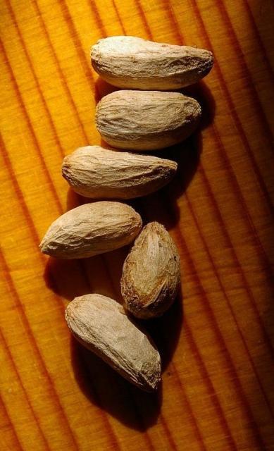 Neem (Azadirachta indica) seeds