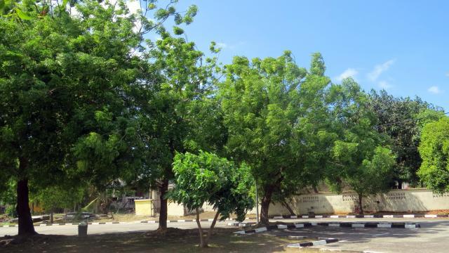 Neem (Azadirachta indica) trees, Terengganu, Malaysia