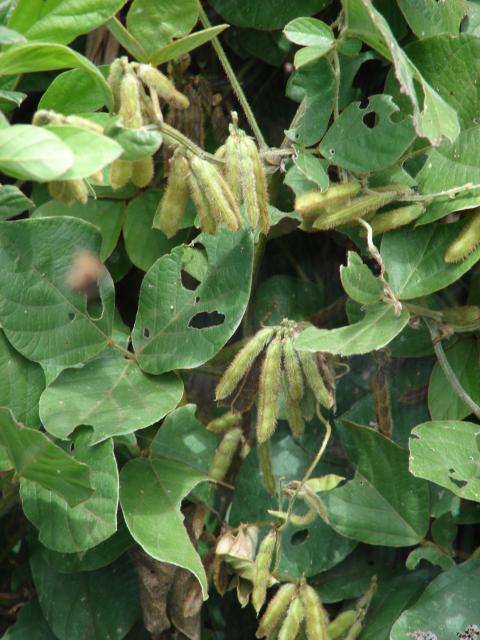 Perennial soybean (Neonotonia wightii), pods, Hawaii