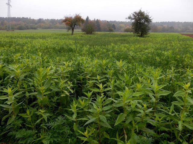 Niger (Guizotia abyssinica) crop, Uberach, Germany